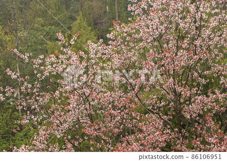 Mountain cherry blossoms with red leaves blooming in the spring forest 86106951