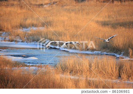 江原道鐵原鶴村觀鳥 86106981