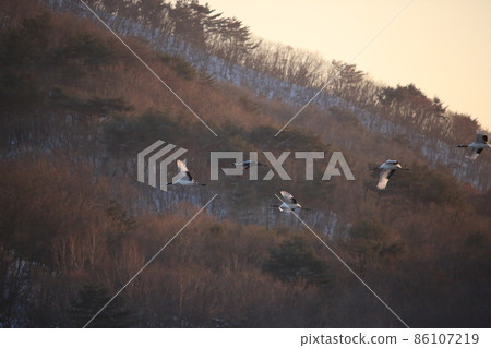 Gangwon-do Cheorwon Crane Village. Birdwatching Gangwon-do Cheorwon Crane Village. Birdwatching 86107219