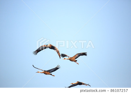 Gangwon-do Cheorwon Crane Village. Birdwatching 86107257