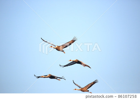 Gangwon-do Cheorwon Crane Village. Birdwatching 86107258