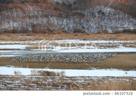 Gangwon-do Cheorwon Crane Village. Birdwatching 86107328