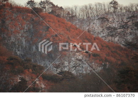 Gangwon-do Cheorwon Crane Village. Birdwatching 86107370