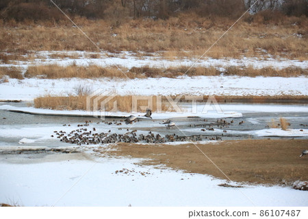 Gangwon-do Cheorwon Crane Village. Birdwatching 86107487