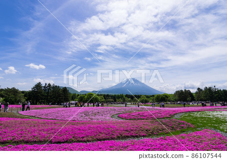 巨大的櫻花和富士山 86107544