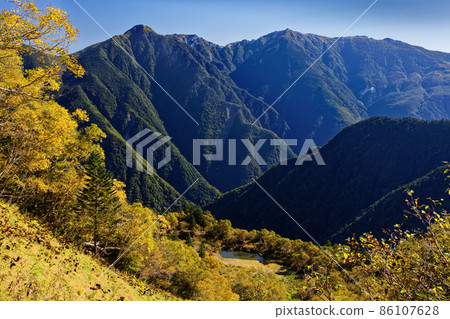 Betula ermanii 和 Shirane Oike / Mt. 的黃葉景觀 Betula ermanii 和 Shirane Oike / Mt. 的黃葉景觀 86107628