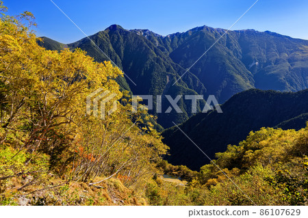 Betula ermanii 和 Shirane Oike / Mt. 的黃葉景觀 Betula ermanii 和 Shirane Oike / Mt. 的黃葉景觀 86107629