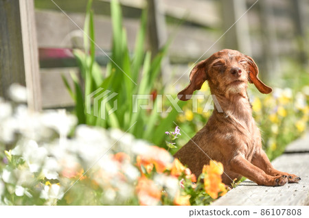A miniature dachshund that recommends in nature 86107808