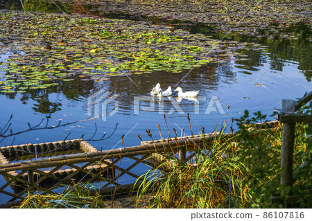 Ryoanji Temple (Kyoto) A duck swimming in Kyoyo Chi 86107816