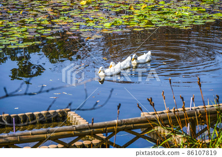Ryoanji Temple (Kyoto) A duck swimming in Kyoyo Chi 86107819