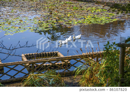 Ryoanji Temple (Kyoto) A duck swimming in Kyoyo Chi 86107820