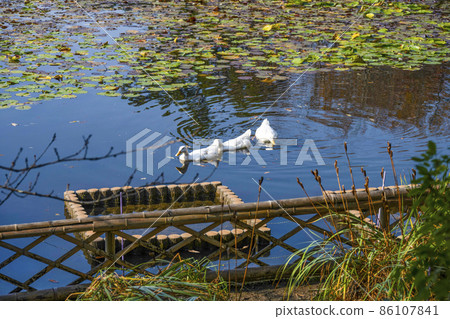 Ryoanji Temple (Kyoto) A duck swimming in Kyoyo Chi 86107841