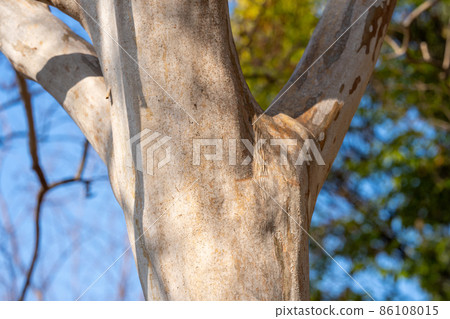 縐綢桃金孃，海島八仙花（唇形科）樹皮，樹皮，樹皮，外樹皮，樹皮，木紋，花，芽，水果） 86108015