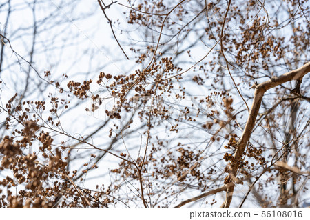 Crape Myrtle, Island Hydrangea (Lamiaceae) Bark, Bark, Tree Bare, Outer Bark, Bark, Wood Grain, Flower, Bud, Fruit) 86108016