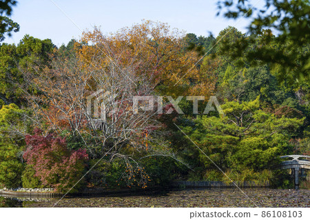 Autumn Ryoanji Temple (Kyoto) Kyoyo Pond 86108103