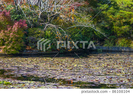Autumn Ryoanji Temple (Kyoto) Kyoyo Pond Autumn Ryoanji Temple (Kyoto) Kyoyo Pond 86108104