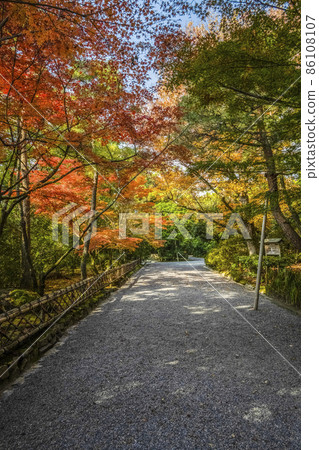 Autumn leaves in the precincts of Ryoanji Temple (Kyoto) 86108107