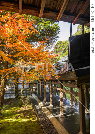 Autumn leaves in the precincts of Ryoanji Temple (Kyoto) Autumn leaves in the precincts of Ryoanji Temple (Kyoto) 86108110