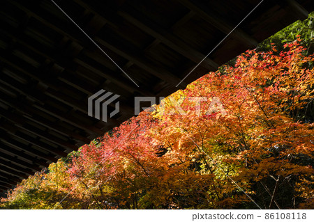 Autumn leaves in the precincts of Ryoanji Temple (Kyoto) 86108118