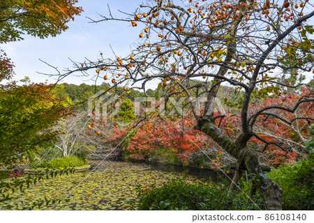 Autumn Ryoanji Temple (Kyoto) Kyoyo Pond 86108140