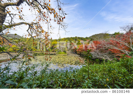 Autumn Ryoanji Temple (Kyoto) Kyoyo Pond 86108146