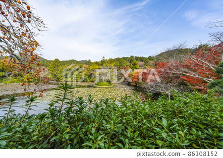 Autumn Ryoanji Temple (Kyoto) Kyoyo Pond Autumn Ryoanji Temple (Kyoto) Kyoyo Pond 86108152