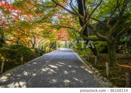 Autumn leaves in the precincts of Ryoanji Temple (Kyoto) 86108154