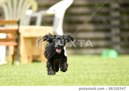 美國可卡犬玩狗跑 86108347