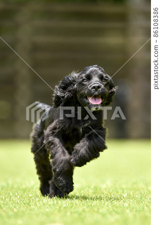American Cocker Spaniel playing with a dog run American Cocker Spaniel playing with a dog run 86108386