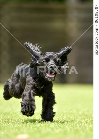 American Cocker Spaniel playing with a dog run American Cocker Spaniel playing with a dog run 86108387