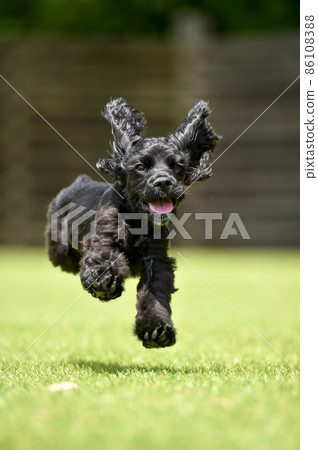 American Cocker Spaniel playing with a dog run American Cocker Spaniel playing with a dog run 86108388