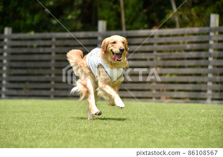 金毛玩狗跑 金毛玩狗跑 86108567