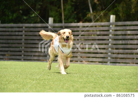Golden retriever playing with dog run Golden retriever playing with dog run 86108575