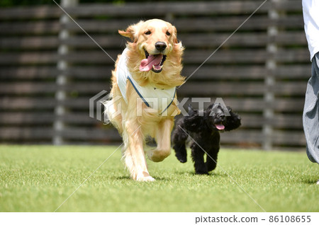 美國可卡犬小狗和金毛獵犬在狗跑中玩耍 美國可卡犬小狗和金毛獵犬在狗跑中玩耍 86108655