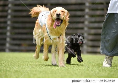 American Cocker Spaniel Puppy and Golden Retriever playing in a dog run American Cocker Spaniel Puppy and Golden Retriever playing in a dog run 86108656