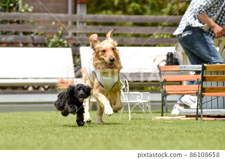 American Cocker Spaniel Puppy and Golden Retriever playing in a dog run American Cocker Spaniel Puppy and Golden Retriever playing in a dog run 86108658