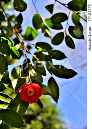 A cold camellia with a smile on the sun A cold camellia with a smile on the sun 86108838