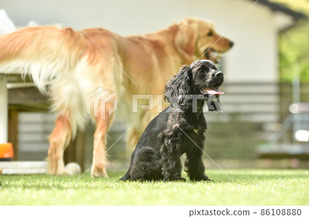 大自然中推薦的金毛獵犬和美國可卡犬 大自然中推薦的金毛獵犬和美國可卡犬 86108880