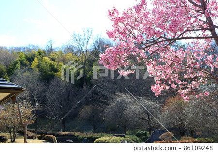 Cherry blossoms that bloom gently in the sunlight 86109248
