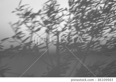 Shadows of branches and leaves reflected on the mortar-finished concrete wall and shadow at the bottom Black and white bright 86109983