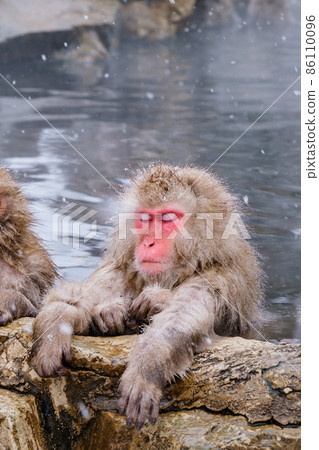 Jigokudani Yaen-Koen Monkey (Snow Monkey) 86110096