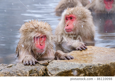 Jigokudani Yaen-Koen Monkey (雪猴) Jigokudani Yaen-Koen Monkey (雪猴) 86110098