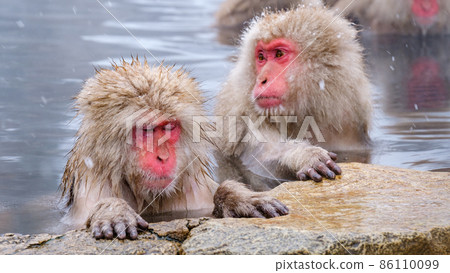 Jigokudani Yaen-Koen Monkey (雪猴) Jigokudani Yaen-Koen Monkey (雪猴) 86110099