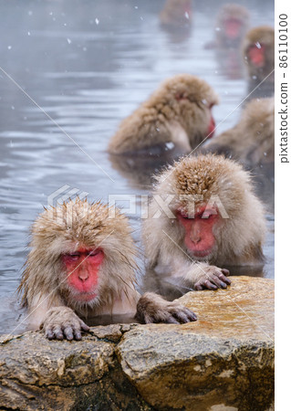 Jigokudani Yaen-Koen Monkey (Snow Monkey) Jigokudani Yaen-Koen Monkey (Snow Monkey) 86110100