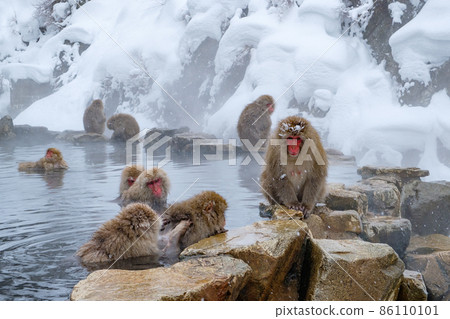 Jigokudani Yaen-Koen Monkey (雪猴) 86110101