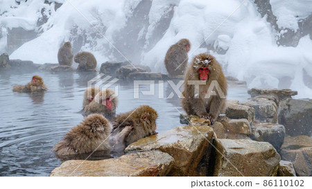 Jigokudani Yaen-Koen Monkey (雪猴) 86110102