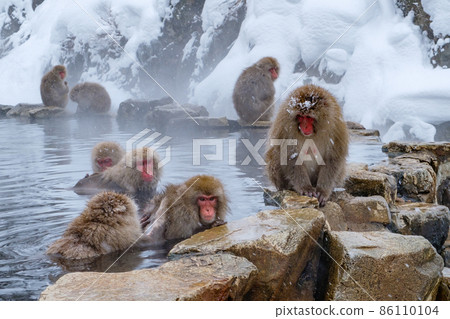 Jigokudani Yaen-Koen Monkey (雪猴) 86110104