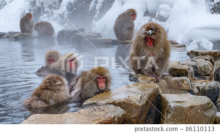 Jigokudani Yaen-Koen Monkey (Snow Monkey) 86110113