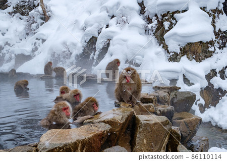 Jigokudani Yaen-Koen Monkey (Snow Monkey) 86110114