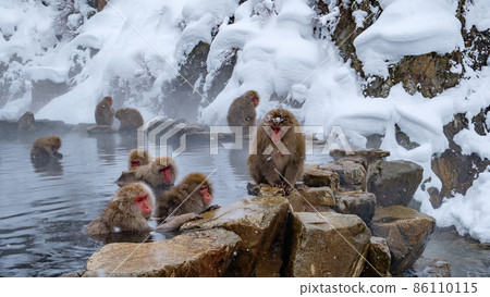 Jigokudani Yaen-Koen Monkey (Snow Monkey) Jigokudani Yaen-Koen Monkey (Snow Monkey) 86110115